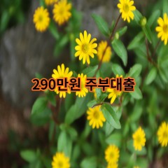 290만원주부대출 급전 당일 소액 일수 월변