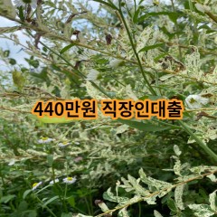 440만원 직장인대출 급전 당일 소액 일수 월변